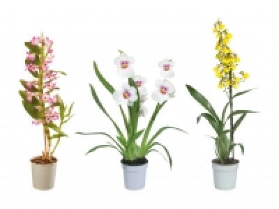 Orchideenmix CHF 12.99