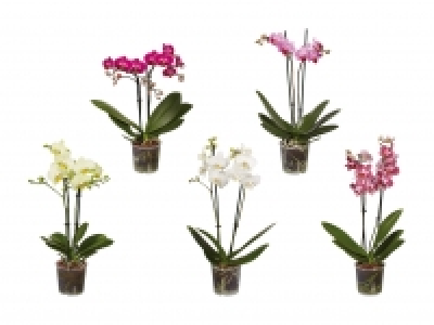 Phalaenopsis Midi CHF 5.99