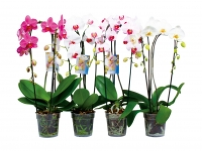 Phalaenopsis Cascade Mix CHF 12.99