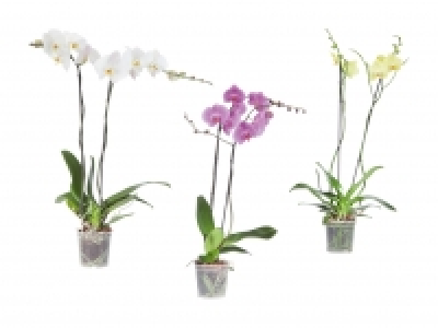 Lidl  Phalaenopsis XXL