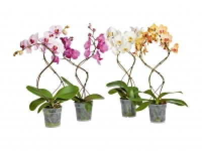 Lidl  Phalaenopsis Tornado