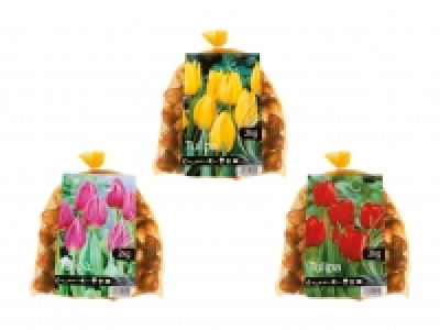 Tulpenzwiebeln