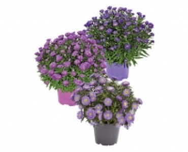 HERBSTASTER
