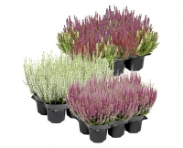 CALLUNA «BEAUTY LADIES»