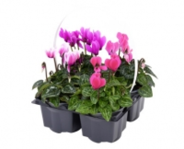 Aldi Suisse  CYCLAMEN