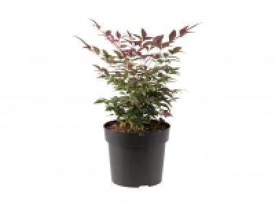 Nandina Himmelsbambus CHF 9.99
