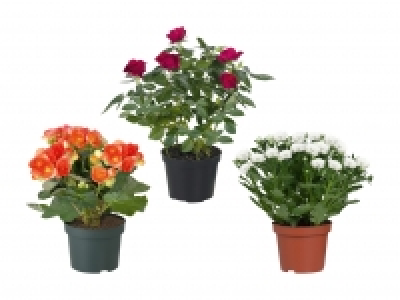 Blühpflanze CHF 2.99