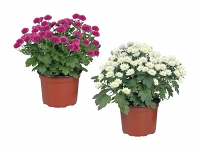 Chrysanthemen Multiflora CHF 2.99