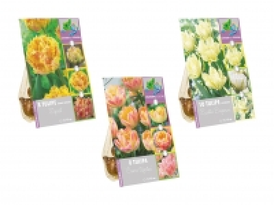 Blumenzwiebeln «Farbwechsel» CHF 2.99