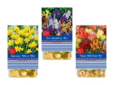 Blumenzwiebeln «Frühling» CHF 1.79