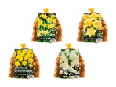 Blumenzwiebeln «Narzissen» CHF 9.99