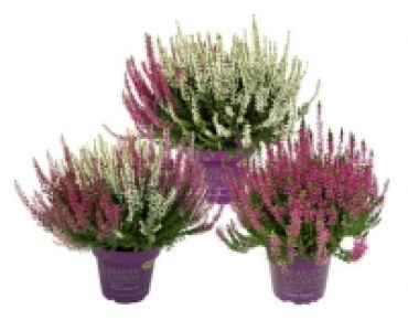 CALLUNA CHF 2.49
