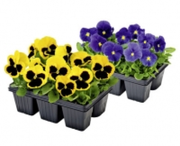 VIOLEN