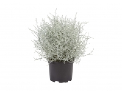Calocephalus CHF 1.79