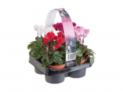 Alpenveilchen CHF 6.99
