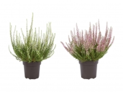 Calluna Vulgaris CHF 0.99