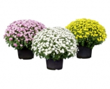 CHRYSANTHEMEN-BUSCH