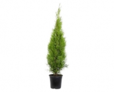 Aldi Suisse  THUJA SMARAGD