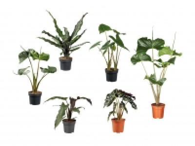 Alocasia Mix