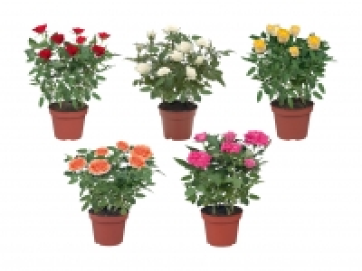 Topfrosen CHF 2.99