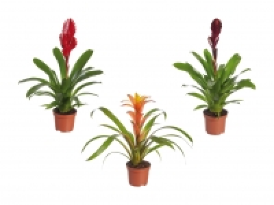 Bromelien-Mix Eco CHF 3.99