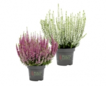 CALLUNA