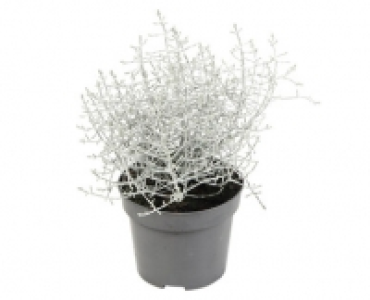 CALOCEPHALUS BROWNII