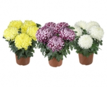 CHRYSANTHEME DEKO