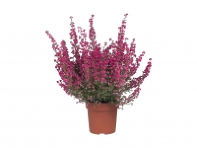Erica gracilis CHF 1.99