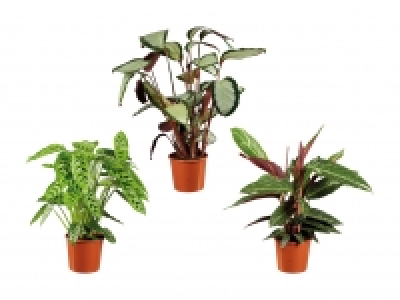 Living Plants Calathea CHF 9.99