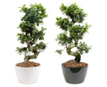 Aldi Suisse  BONSAI FICUS MICROCARPA