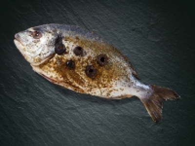 Dorade mit Oliven