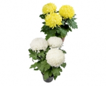 Aldi Suisse  CHRYSANTHEME 3-BALLER