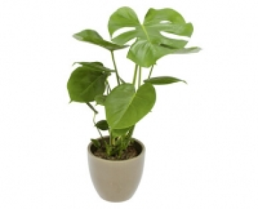 MONSTERA