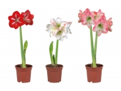 Amaryllis 2-Stieler CHF 3.99