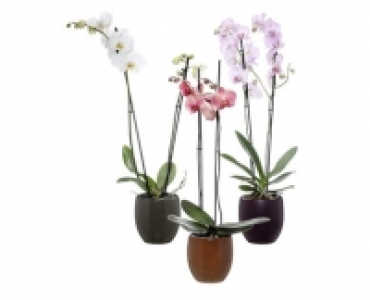 Aldi Suisse  ORCHIDEE