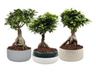 BONSAI CHF 14.99