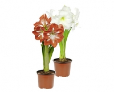 AMARYLLIS CHF 3.99