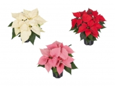 Weihnachtsstern Mehrtrieber CHF 1.99