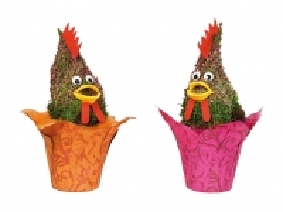 Lidl  Calluna Hahn