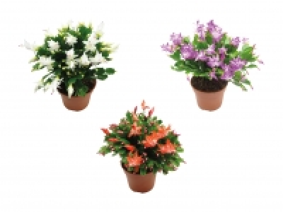 Schlumbergera XXL CHF 7.99