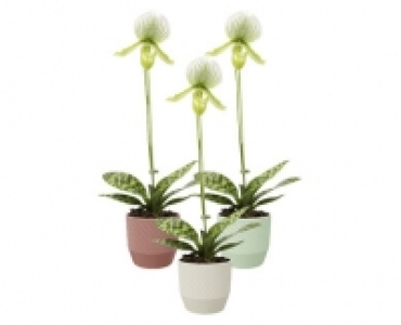 FRAUENSCHUH ORCHIDEEN CHF 12.99