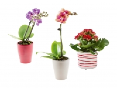 Mini Blühpflanzen in Keramik CHF 3.99