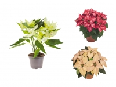 Weihnachtsstern Deluxe CHF 5.99