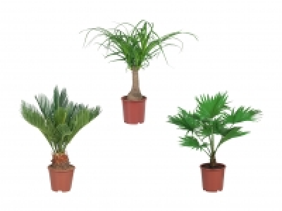 Exklusiver Palmenmix CHF 7.99