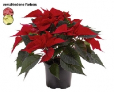 WEIHNACHTSSTERN CHF 1.99