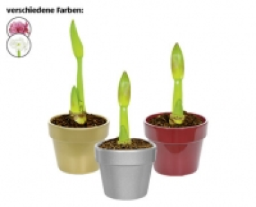 AMARYLLIS CHF 4.99