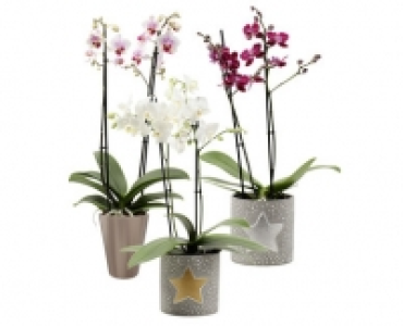 Aldi Suisse  PHALAENOPSIS MULTIFLOWER X-MAS