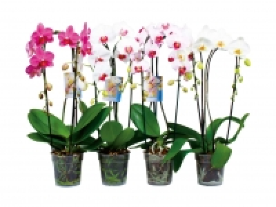Phalaenopsis Cascade CHF 13.99