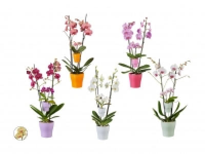 Lidl  Phalaenopsis Family in Keramik